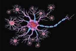 neuron